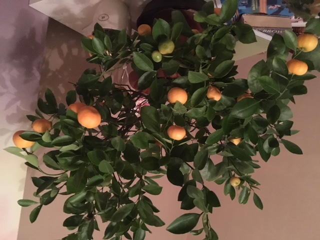Citrus